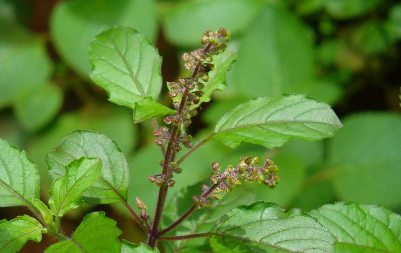 आज हरिबोधिनी एकादशी : नारायण मन्दिरमा दर्शनार्थीको घुईंचो