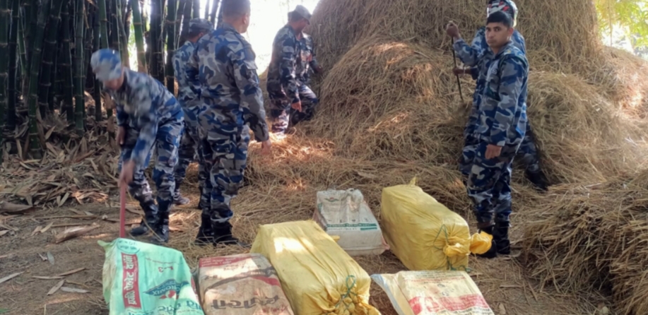 परालको कुन्यूभित्र लुकाइछिपाइ राखिएको अवस्थामा सशस्त्र प्रहरीद्वारा २१३ किलो गाँजा बरामद