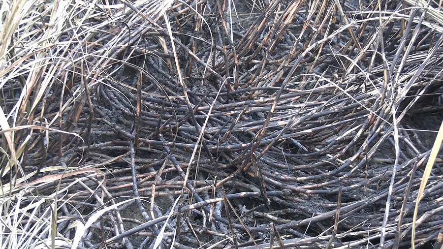 जलेको उखु किनिदिन चिनी मिलसँग उखु किसानको आग्रह