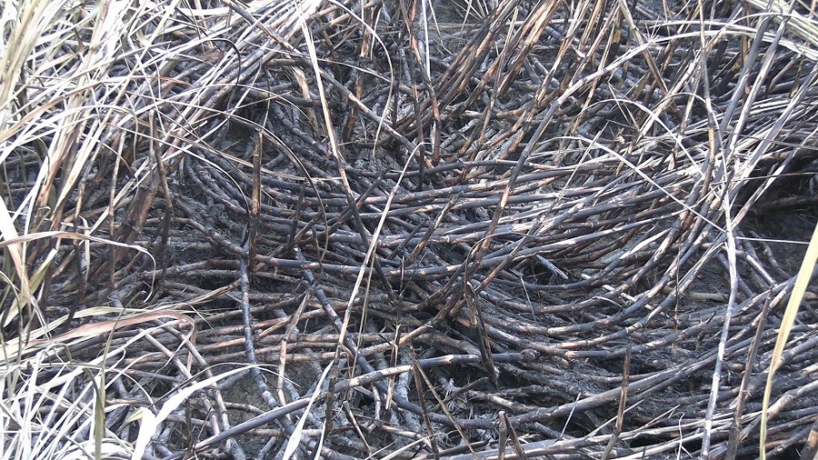 जलेको उखु किनिदिन चिनी मिलसँग उखु किसानको आग्रह