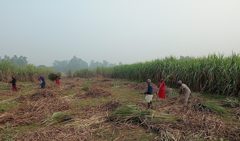 उखु किसानलाई धपेडी