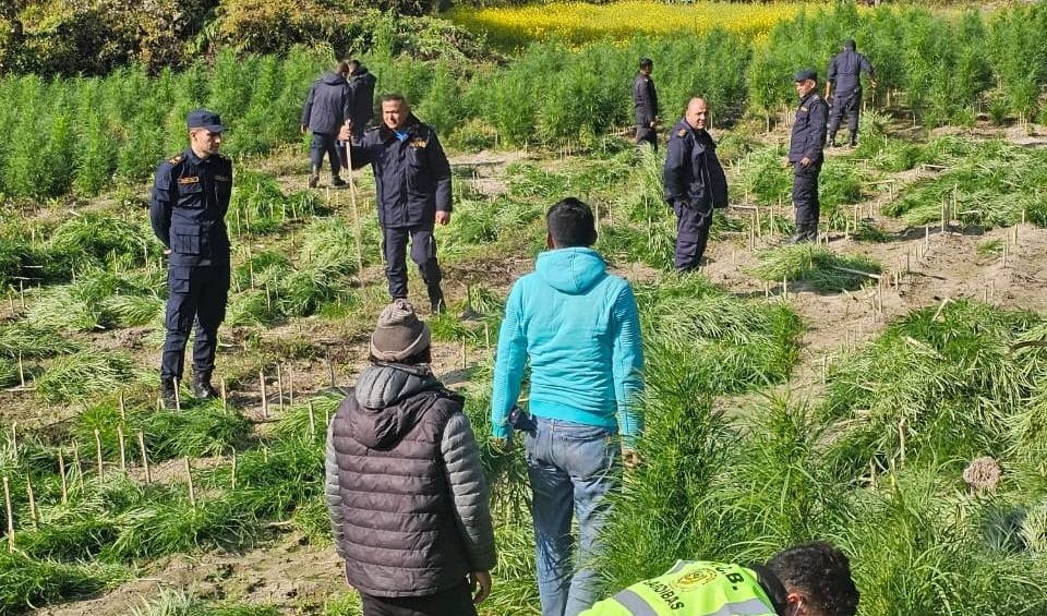 चुरेमा प्रहरीद्वारा ५१ हजार गाँजाका बोट नष्ट