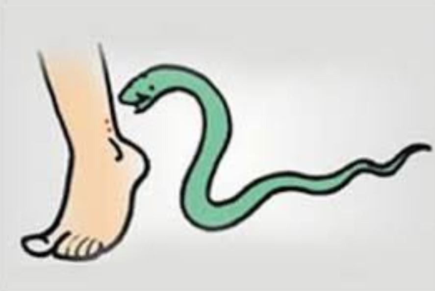 गर्मी बढेसँगै सर्पको बिगबिगी