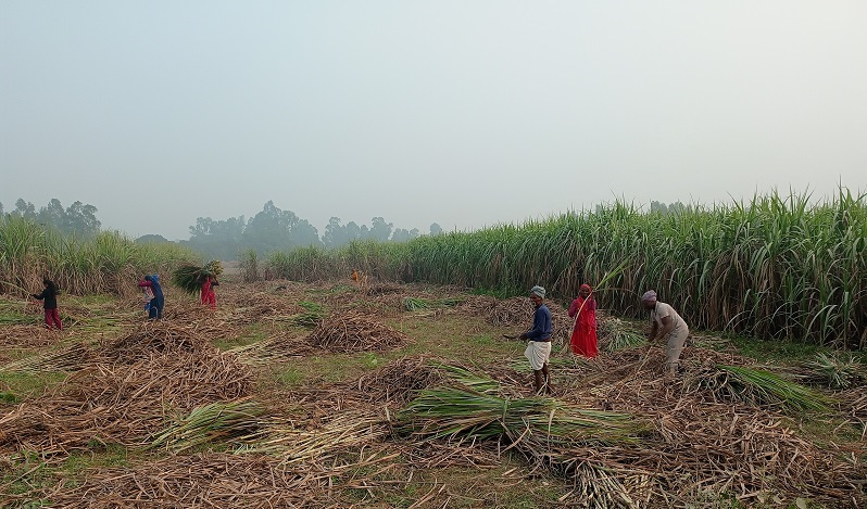 उखु किसानलाई धपेडी