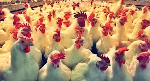 बर्डफ्लू सङ्क्रम : सुनसरीमा १९ हजार कुखुरा नष्ट