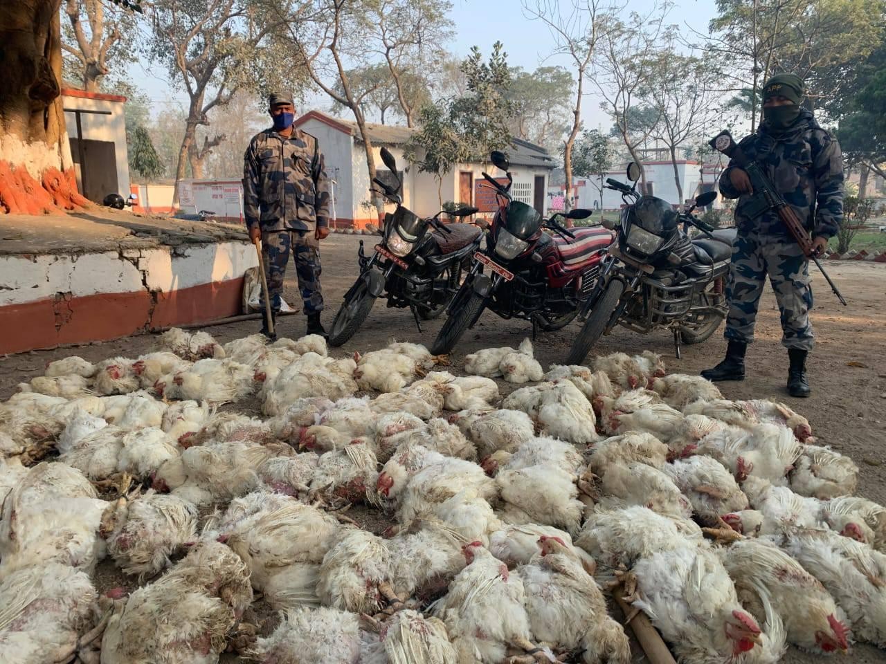 प्रहरी भिखमपुर द्वारा अवैध कुखुरा बरामद