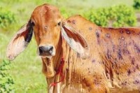 मधेस प्रदेशमा लम्पीस्किनको संक्रमणबाट १७०० पशु मरे