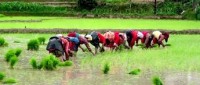 पर्सामा ९८ प्रतिशत धान रोपाइँ सम्पन्न