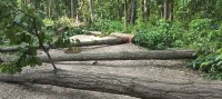 महोत्तरीमा व्यापक वन फडानी