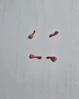 लागुऔषध ब्राउन सुगर सहित एक युवक पक्राउ