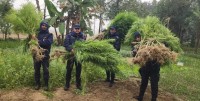 पर्सामा अवैध गाँजा खेतीविरुद्ध प्रहरीको अभियान निरन्तर