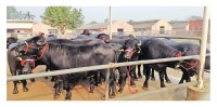 पर्सामा निर्वाध राँगा तस्करी , तस्करसँग सुरक्षाकर्मी डराउँछन् बेसरी
