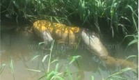 बंकुल पैनिमा रङगपुर टाँडी स्थित हिरा माझीको मृत अवस्थामा शव फेला