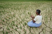 जेनतेन रोपेको खेतमा धाजा फाट्यो, पानीको पर्खाइमा किसान (तस्बिरहरू)