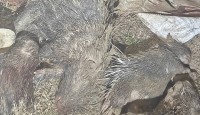 दुम्सीसहित चार जना पक्राउ
