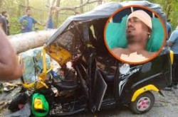 बाराको कोल्हबीमा रुख ढलेर एक जना घाइते