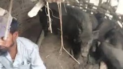 सुँगुरको खोरमा थुनेर कुटपिट : पाँच जना पक्राउ