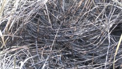 जलेको उखु किनिदिन चिनी मिलसँग उखु किसानको आग्रह