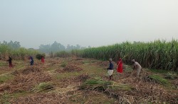 उखु किसानलाई धपेडी