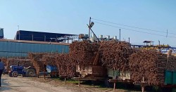 सरकारले सुनेन उखु किसानका पीडा : चिनी मिलबाट ठगिँदै किसान
