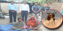 मधेशमा जापानीज इन्सेफ्लाइटिस: १९ सङ्क्रमित, ६ को मृत्यु
