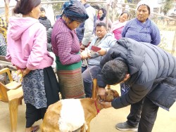 ग्रामीण पशुपालक कृषकका लागि निःशुल्क पशु स्वास्थ्य शिविर सम्पन्न