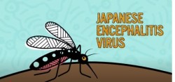 जापानिज ‘इन्सेफ्लाइटिस’ बाट पाँच महिनामा ६ जनाको मृत्यु