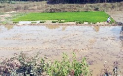 मधेशमा कम पानीमै फल्ने धान लगाउन विज्ञको सुझाव