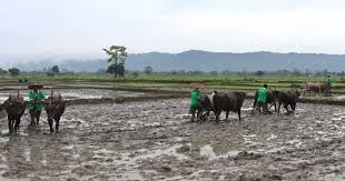 गण्डक नहरबाट पानी उपलब्ध नहुँदा रोपाइँ गर्न समस्या