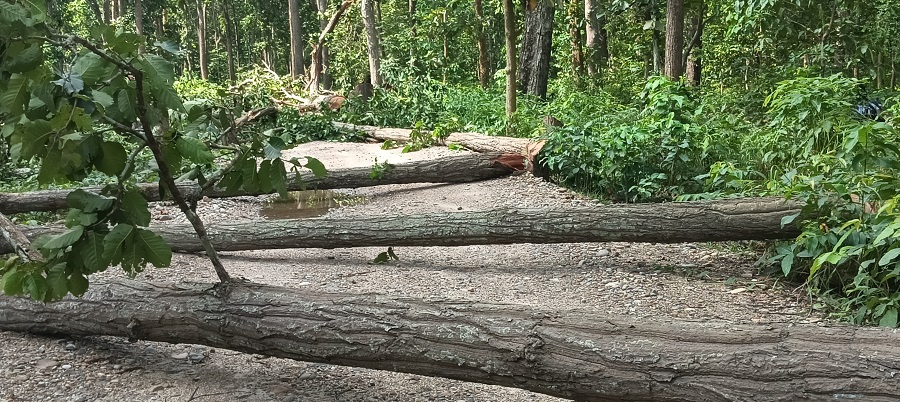 महोत्तरीमा व्यापक वन फडानी