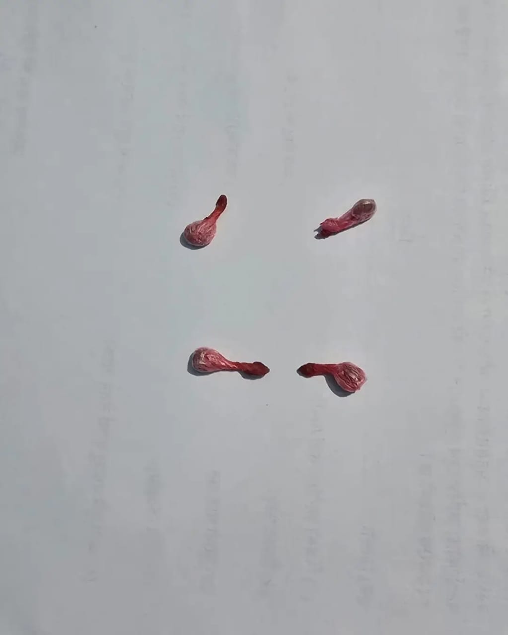 लागुऔषध ब्राउन सुगर सहित एक युवक पक्राउ