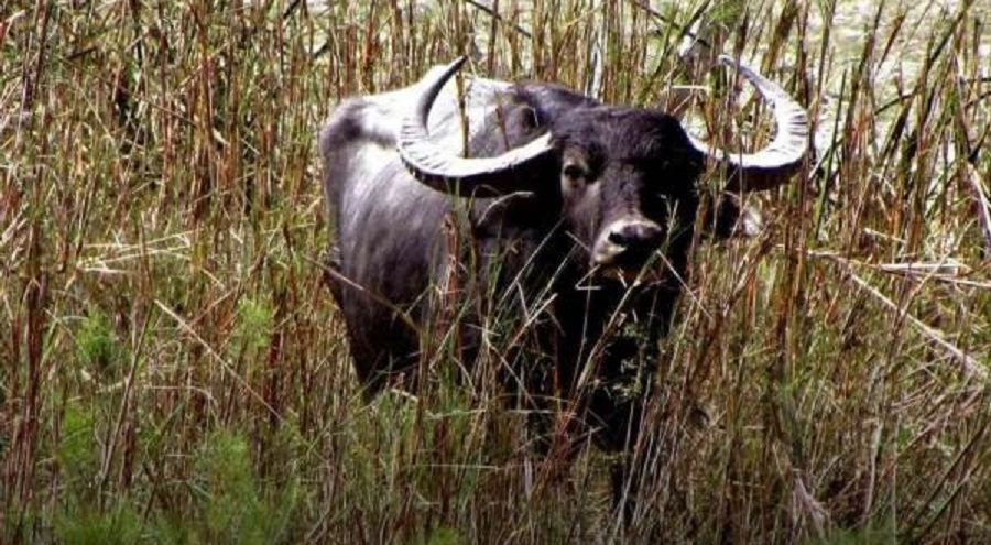 सप्तरीमा जङ्गली अर्ना काटेको आरोपमा दुईजना नियन्त्रणमा