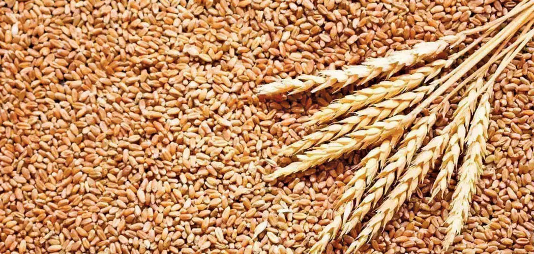 मधेस प्रदेशमा गहुँ उत्पादनमा कमी