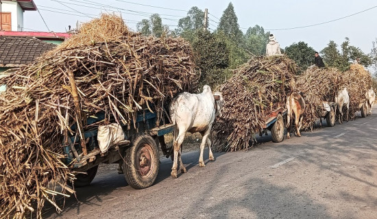 अनुदान पाएपछि उखु किसान खुसी