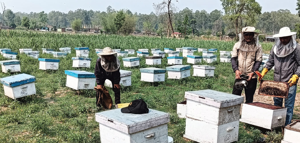 मौसमी प्रतिकूलताले मह उत्पादनमा ह्रास