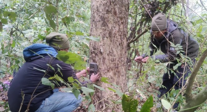 पर्सामा बाघको निगरानी गर्न क्यामेरा ‘ट्रयापिङ’
