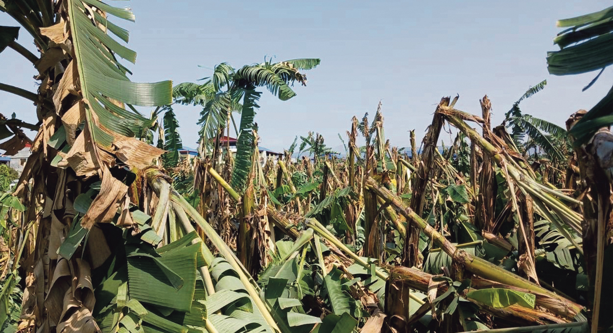 केरासँगै ढले किसानका सपना