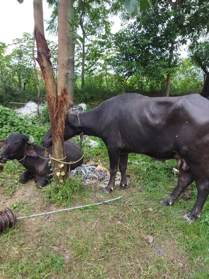 अबैध रुपमा ल्याउँदै गरेको ४ वटा भैंसी प्रहरीको नियंत्रणमा।