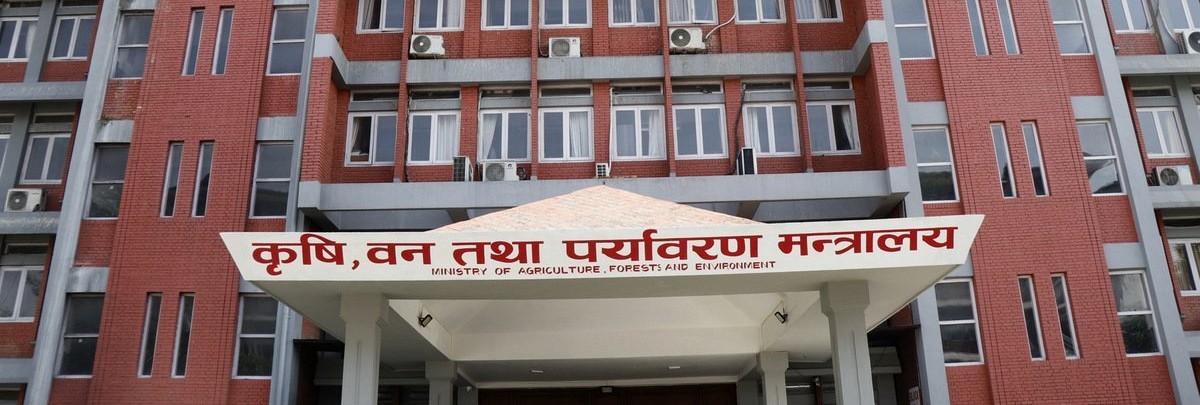 न्यूनतम समर्थन मूल्यमा १५ हजार मेट्रिक टन धान खरिद गर्दै सरकार