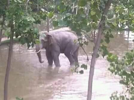 जंगली हात्तीको आक्रमणबाट कृषक पटेलको मृत्यु।