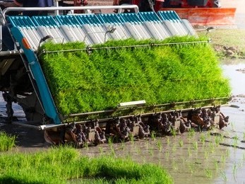 पर्साको झुलिटार गाउमा मेसिनबाट धान रोप्ने कार्यक्रम सम्पन्न।