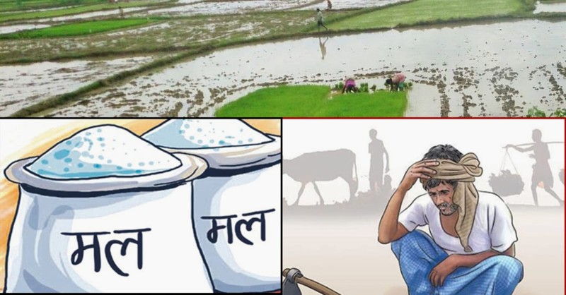 जनप्रतिनिधि धान दिवसमा रमाए, कृषक मल नपाएर छटपटाए 