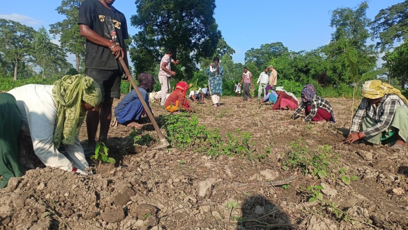 निजी कम्पनीसँगको सम्झौता खारेज, साझेदारी वनको जग्गामा वृक्षारोपण सुरु