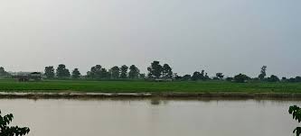 बबईले घेरिएको गाउँमा रातदिन त्रास