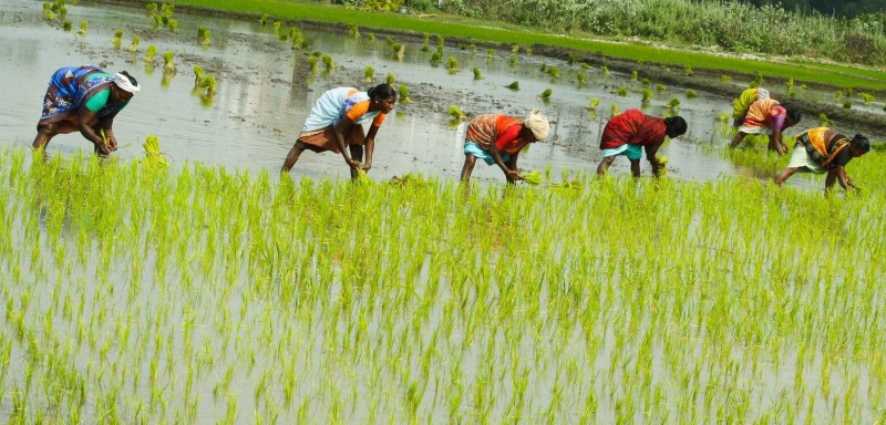 देशभर ९१ प्रतिशत धान रोपाइँ