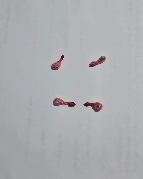 लागुऔषध ब्राउन सुगर सहित एक युवक पक्राउ