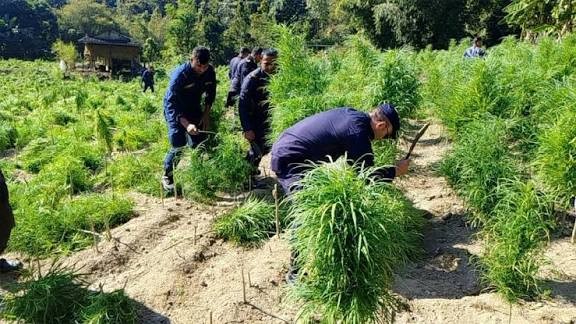 सर्लाहीमा प्रहरीले गर्‍यो ४० बिघा गाँजा फँडानी