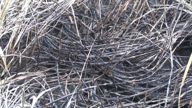 जलेको उखु किनिदिन चिनी मिलसँग उखु किसानको आग्रह