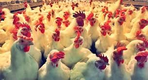 बर्डफ्लू सङ्क्रम : सुनसरीमा १९ हजार कुखुरा नष्ट