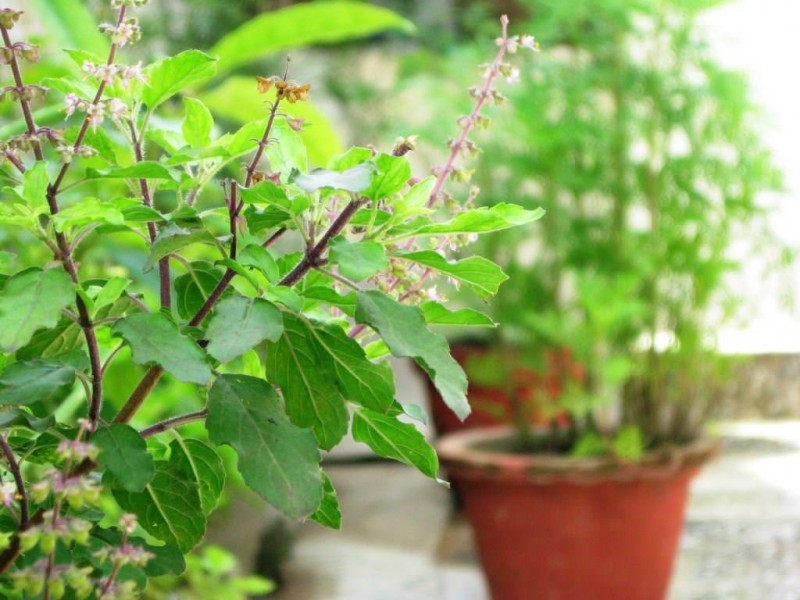 तुलसीको बिरुवा सारेर एकादशी मनाइँदै